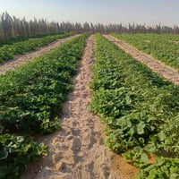 ٢٥٠مشعاب • ورا مصفى النجف • بيت درجة أولى