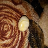 مرخصه • للبيع • شغالة