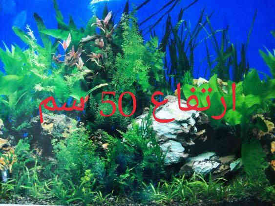 اللهم صل على محمد وال محمد 
خلفيات وبوسترات الاحواض #معرض_السيد_لاسماك_الزينه
سعر المتر 2000 دينار
العنوان
طوز خورماتو سايدين امام احمد مقابل قصابة حكمت 
☎️سيد ليث *********** واتساب او اتصال
☎سيد منتظر *********** واتساب او اتصال
🚚يتوفر خدمه توصيل داخل طوز خورماتو مجاني 
🚛 يتوفر خدمة توصيل جميع المحافظات 6 الف دينار
