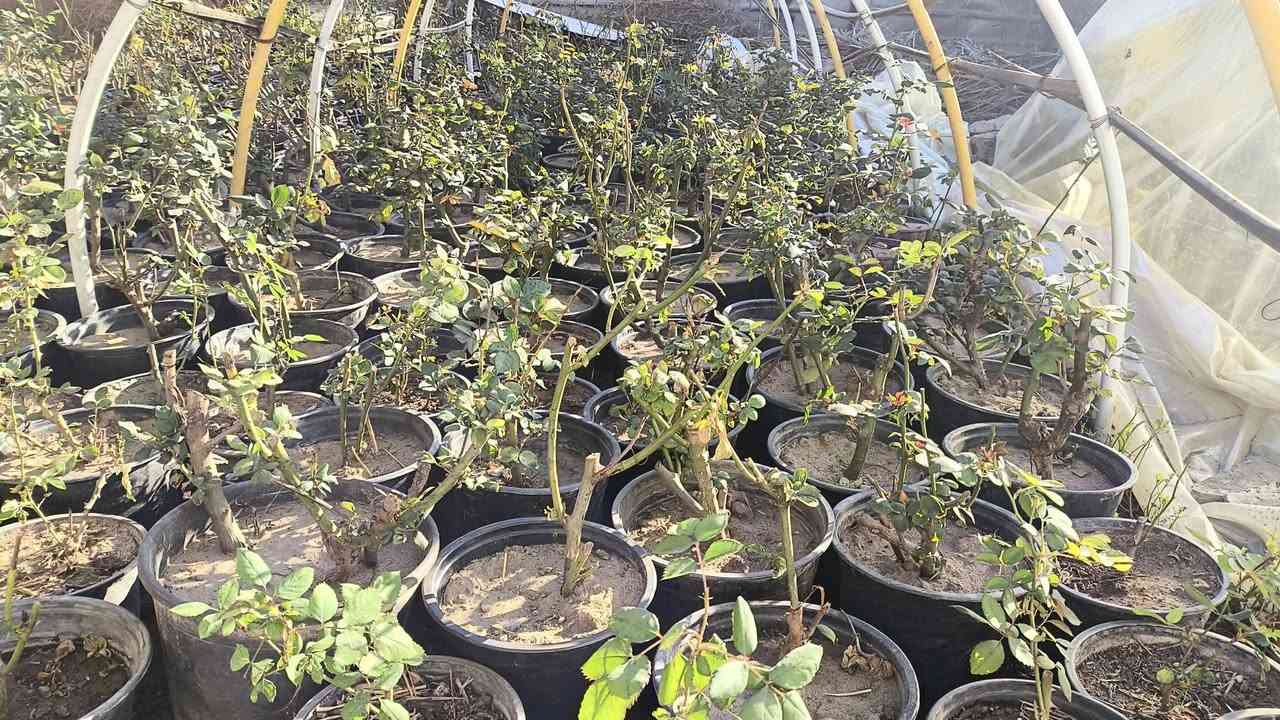 سلام عليكم متاح ورد جوري تركي مطعم ع نسرين سعر شتله 3500 مكاني الشيخ حمد ***********
