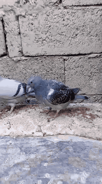 سلام عليكم
زوج أفراخ ٢٠٢٦ للبيع أحفاد شهايد
الاب للمارسيل
الام لبيس كتل عل الكتل ولكتل عل السترايك مكاني لشعب ***********
