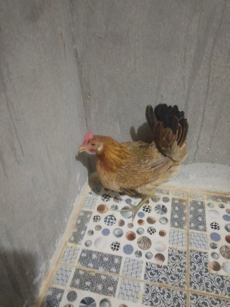 دجاجة بياضة وياها كتاكيت 2للبيع


**إذا كنت صاحب هذا الإعلان وتريد حذفه لأي سبب، رجاءا أرسل رسالة إلى الدعم الفني**