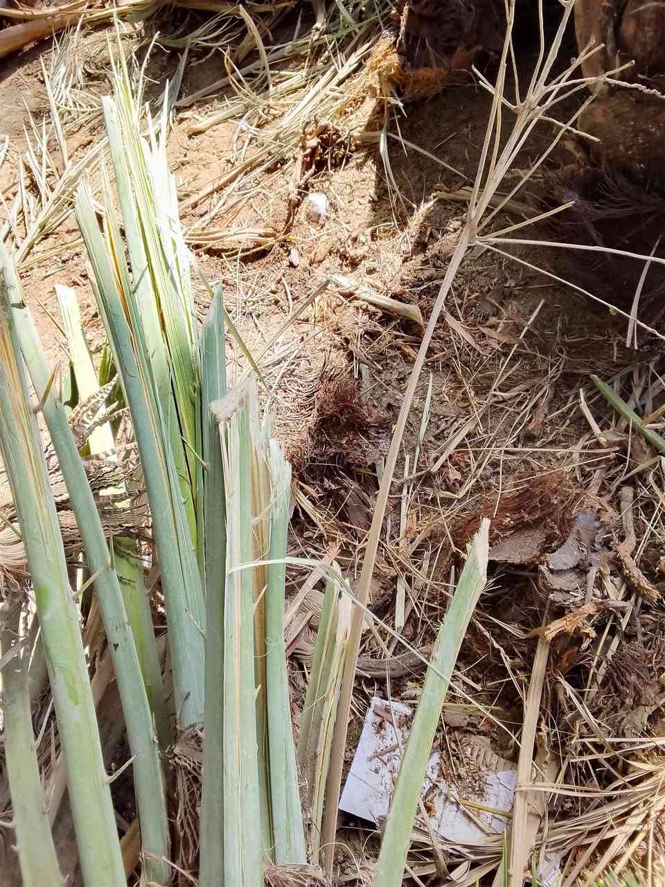 فسائل نخل لبيع
حلاوي لبيع
المكان غماس 
***********
