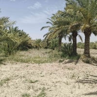 بستان • ٦دوانم • ٣٣٠نخله