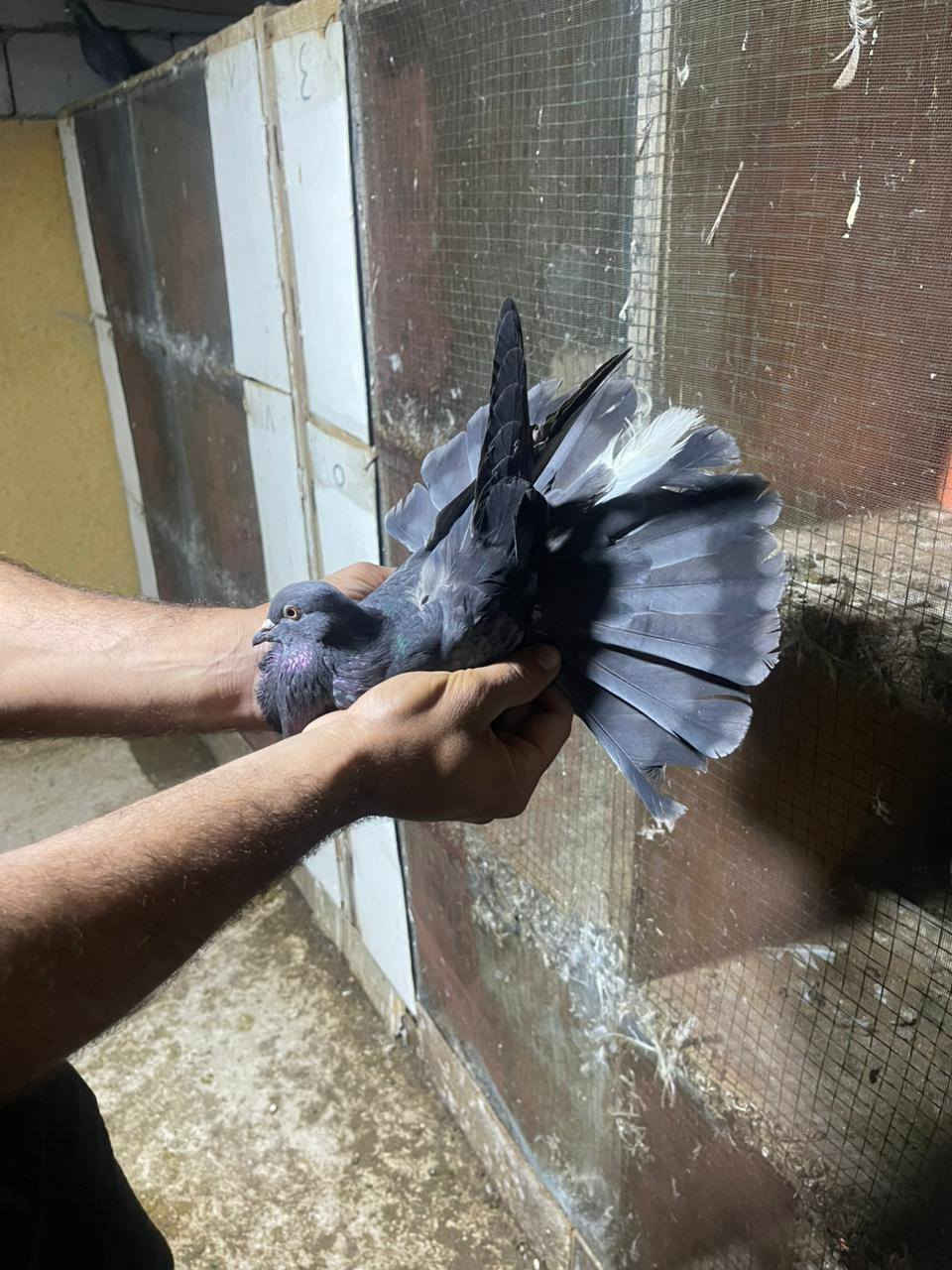 حمام مشروط وخوش حمام تصوير مطياره  موجود  انه بخدمة الشراي الحمام كله خوش حمام وصحه جيده مكاني البصره ابو الخصيب  اكو توصيل جميع المحافظات ***********
