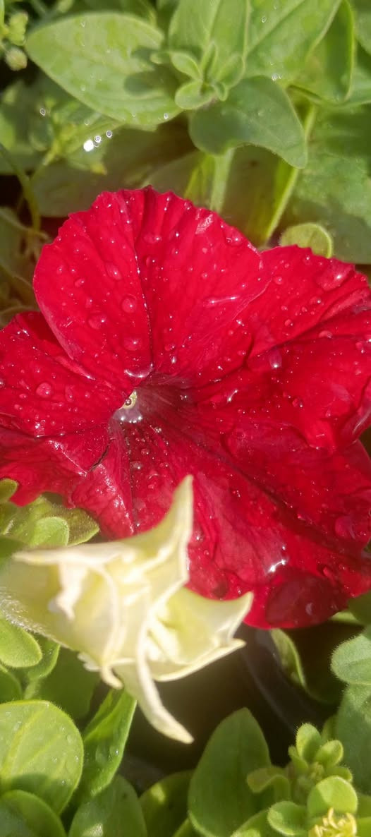 صباح الخير
تم وصول وجبه جديده من الموسمات السعر 3 ب 2000
العنوان مشتل كوت فلكت الحاوي قرب مجمع دمشق الطبي مقابل مدرسه التعليم الاساسي مشتل سماء الكوت 
خدمة توصيل داخل كوت


**إذا كنت صاحب هذا الإعلان وتريد حذفه لأي سبب، رجاءا أرسل رسالة إلى الدعم الفني**