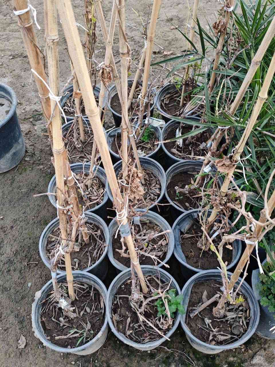 مشتل بيروميا
توفرت شتلات عنب كشمشي أسود (زبيبي) – Black Hamburg 🍇

💰 السعر:
15 ألف دينار

📏 الارتفاع:
من 70 سم إلى متر تقريباً
🚚 التوصيل:

متوفر توصيل إلى جميع المحافظات
🌿 المواصفات:
من أشهر وأجود أنواع العنب الأسود الزبيبي
عناقيده متوسطة إلى كبيرة وحباته بلون بنفسجي داكن مائل للأسود
طعمه حلو جداً ولذيذ ومحبوب للأكل الطازج
مناسب للتجفيف وصناعة الزبيب الطبيعي
إنتاجه جيد ويعطي عناقيد جميلة عند العناية به
مناسب للزراعة في الحدائق المنزلية والمزارع
نموه قوي ويعطي منظر جميل عند تسليقه على عرائش أو سياج

🌞 التحمل:
يتحمل أجواء العراق والحرارة العالية
يتحمل الشمس المباشرة بشكل ممتاز
يتحمل فترات الجفاف نسبياً بعد ما يقوى
سريع التأقلم مع التربة العراقية
صنف مجرب وناجح في أغلب مناطق العراق

🍇 الفوائد:
غني بالفيتامينات ومضادات الأكسدة
مفيد لصحة الجسم ويعطي طاقة
يمكن استخدامه للأكل الطازج أو التجفيف أو العصير

📞 للطلب والاستفسار:
***********
🌱 مشتل بيروميا 
نوفر لكم شتلات مميزة ومجربة تنجح في أجواء العراق 🌿🍇
