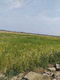 صوب بني ركاب • مزروع حنطة • عرض٤٠ نزال٦٢