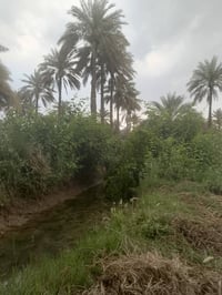 نصف دونم للبيع  ملك 25 العنوان المدائن مقابل الفرقة الاتحادية ثالث دون...