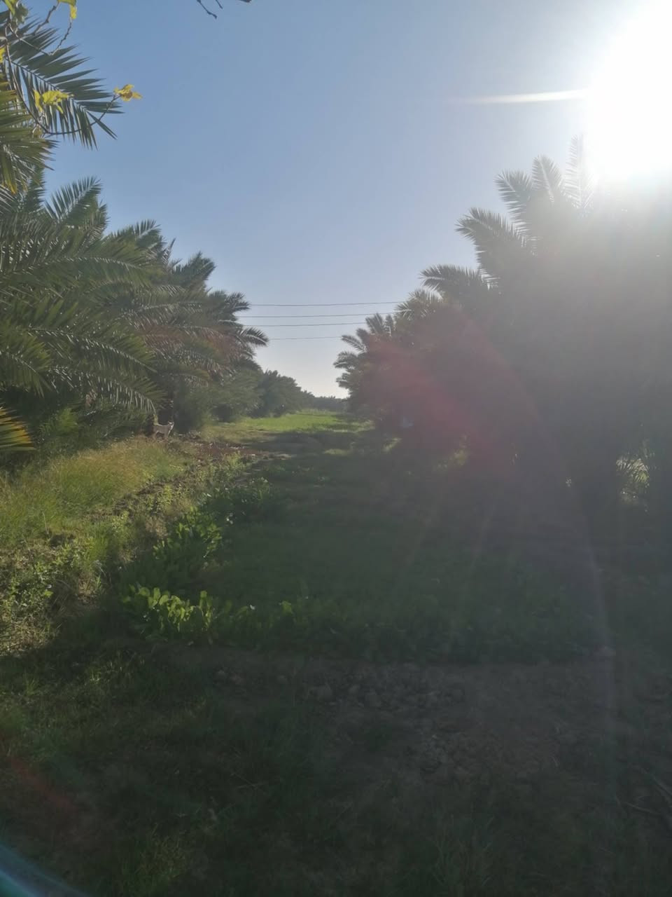 مزرعه للبيع مساحه 6 دونم جاهزه ع اخر حبايه مزروعه نخل شويثي ارقه نوعيه وبريم وكهرباء خطين يطفه واحد يشتخدغل الثاني امبير سحب مي اساله مسيجه ب3 شوارع والجه الرابعه شط البدعه الرئيسي مع بيت غرفتين صالتين مطبخ وصحيات داخليه وصحيات خارجيه وديوانيه 12 متر وحقول حلال ومخزن مزرعه تحفه
رقم ابو مزرعه 
امانه اتكول من طرف المندوبه ياعلي مدد هاي امانه 
***********

 العنوان منطقة ال عواد الرعده قبل شيخ سميع الله يرحمه عل شط عله جهه اليسار شارعنه تبليط منطقت الشط
