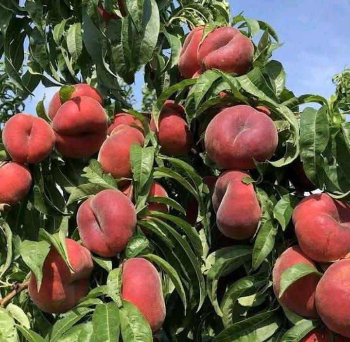 باقي عدد قليل اليريد يشتري  أشجار  خوخ كعكي  🥭🍑السعر  ٣٠٠٠🍑🍑🥭🍑🥭العنوان الانبار راوه الجديده آخر شارع بيت علي حماد محمد قرب جامع محمد الفاتح وعدنا توصيل راوه عانه القائم حديثه الرمادي الفلوجه هيت  بغداد العامريه والمنصور التوصيل حسب المكان


**إذا كنت صاحب هذا الإعلان وتريد حذفه لأي سبب، رجاءا أرسل رسالة إلى الدعم الفني**