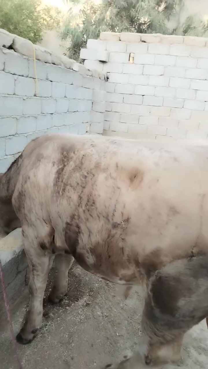ياالله اللهم صلي على محمد وآل محمد قصابة باجر الجمعه المصادف 10 بشهر عجل عراقي درجه اوله الله شاهد كليو لحم ب 14 الف محل ابو علي الكصاب شرط لحمه نظيفه وترفه ع ذمه مانغشكم كله عجل ازغير وترف نتشرف ب الجميع وحياكم الله

جزارة بركات الساقي

***********
***********
