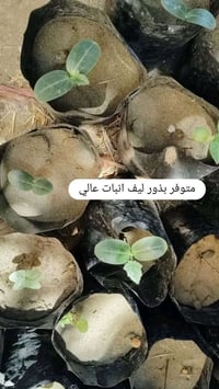 بذور ورد ليفي • توصيل لجميع المحافظات • حجز خاص