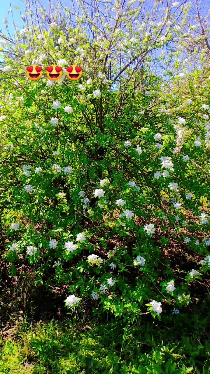 بسم الله الرحمن الرحيم والصلاة والسلام على رسول الله.......  قطعة ارض للبيع بستان مثمر المساحة ٦ دونم تحتوي على نخيل وحمضيات وتين وتفاح والارض مسيجة بالكامل طابو سند ٢٥ شرط التحويل للأستفسار اتصل ع الرقم ***********
