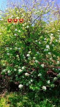 بسم الله الرحمن الرحيم والصلاة والسلام على رسول الله.......  قطعة ارض ...