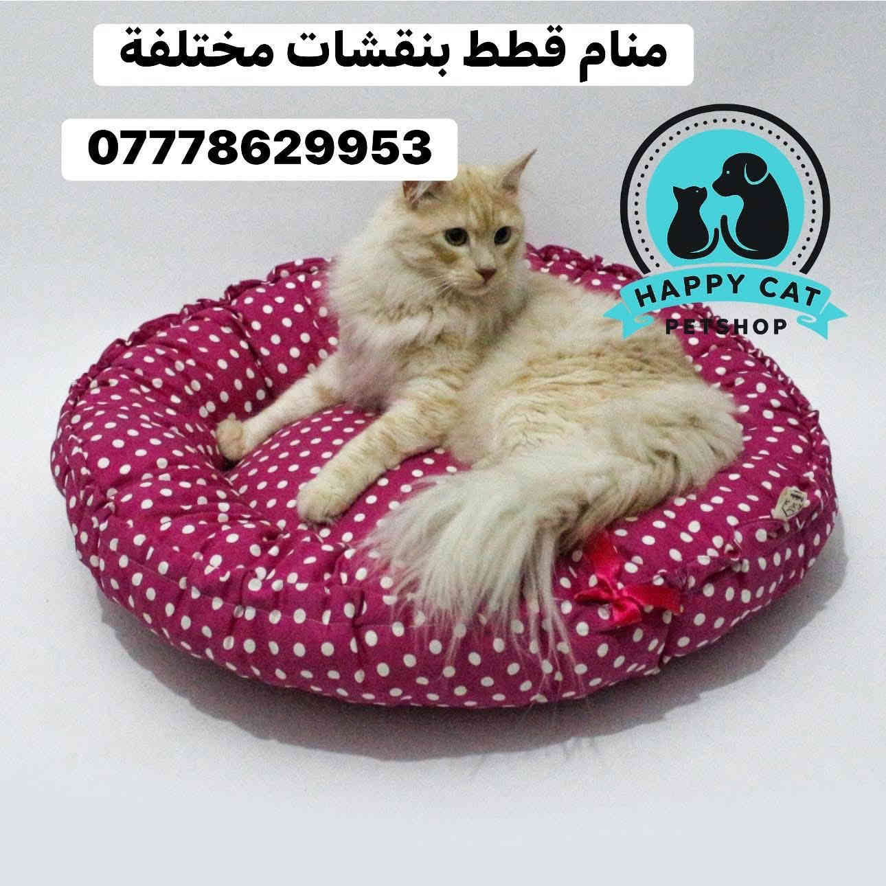 متابعينا الاعزاء🩵🩵متوفر منامات قطط وحقائب نقل قطط باشكال مميزه 📌للطلب والاستفسار 📞يرجى مراسلة الصفحه او التواصل واتساب‭0777 862 9953‬
توجد لدينا خدمة توصيل🚕🚕 لجميع محافظات العراق 🇮🇶
