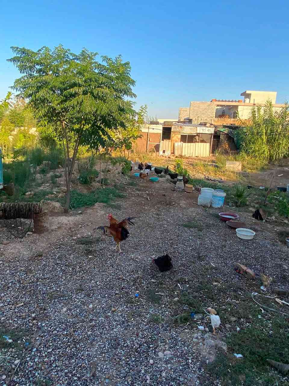 دجاج اتاكس تركي بياضات و٤ دجاج عرب التك ب ١٠ مكان خانقين ***********
