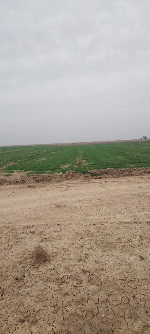 عقد زراعية 40 دونم البيع الاسفستار على هاذي الرقم *********** مستعجل على البيع
