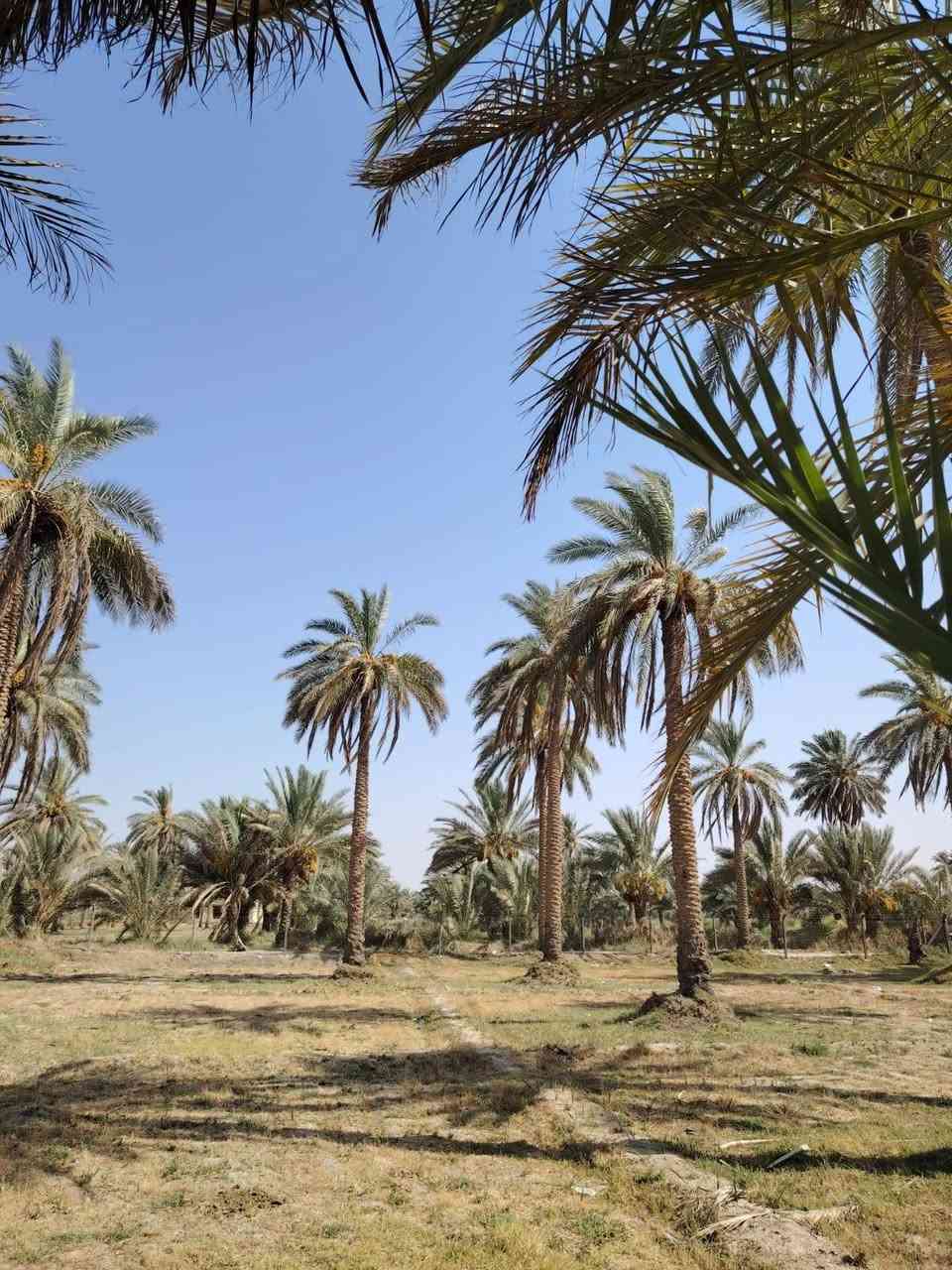 🌴 إعلان قطعة أرض زراعية للبيع – فرصة مميزة

📍 الموقع: أبي غرق – قرب العلوية شريفة، على طريق زوار المشاية، قرب حسينية سيد شاكر.

📐 المساحة: أقل من دونم
📏 الواجهة: 44 متر على الشارع (سنتر)

🌴 مواصفات الأرض:

أرض مربعة الشكل.

مزروعة بأكثر من 35 نخلة مثمرة.

خدمات كاملة متوفرة:

كهرباء

ماء إسالة

ماء سقي

موقع مميز وحيوي.

✨ مناسبة لـ:

بناء سكن خاص.

إنشاء مزرعة ترفيهية أو استراحة عائلية.

مشروع استثماري صغير.

📜 السند: 25 مداور جديد.

💰 السعر مميز جداً مقارنة بالموقع والمواصفات.

📞 للاستفسار والمعاينة يرجى الاتصال على الارقام التاليه 
***********
***********

اغتنم الفرصة لامتلاك أرض بموقع استراتيجي وخدمات متكاملة، مناسبة للسكن والاستثمار والترفيه. 🌴🏡✨ حلة, بابل
