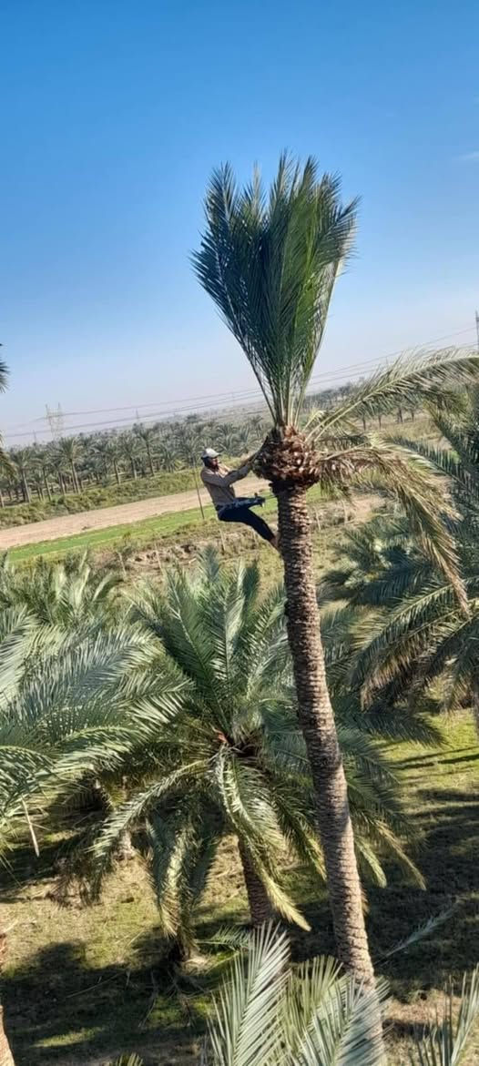 #عامل_تـكريب_وتلقيح_جــــــــميع_النخـــــــل_الي__________محتاج_تكريـــــب_انــــــــي_موجود_العنوان... #ديالـــــــــى_عملي_جميـع_المحـــافــــظــــة
#هـاتف☎️ـ***********
