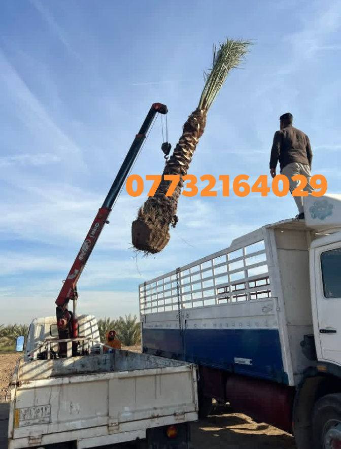 ياالله السلام عليكم ورحمه الله
تتوفر امايات قلع بطينته 
من متر واكبر حسب الطلب 
اصناف مختلفه عنوان واسط الصويره 
***********
***********
