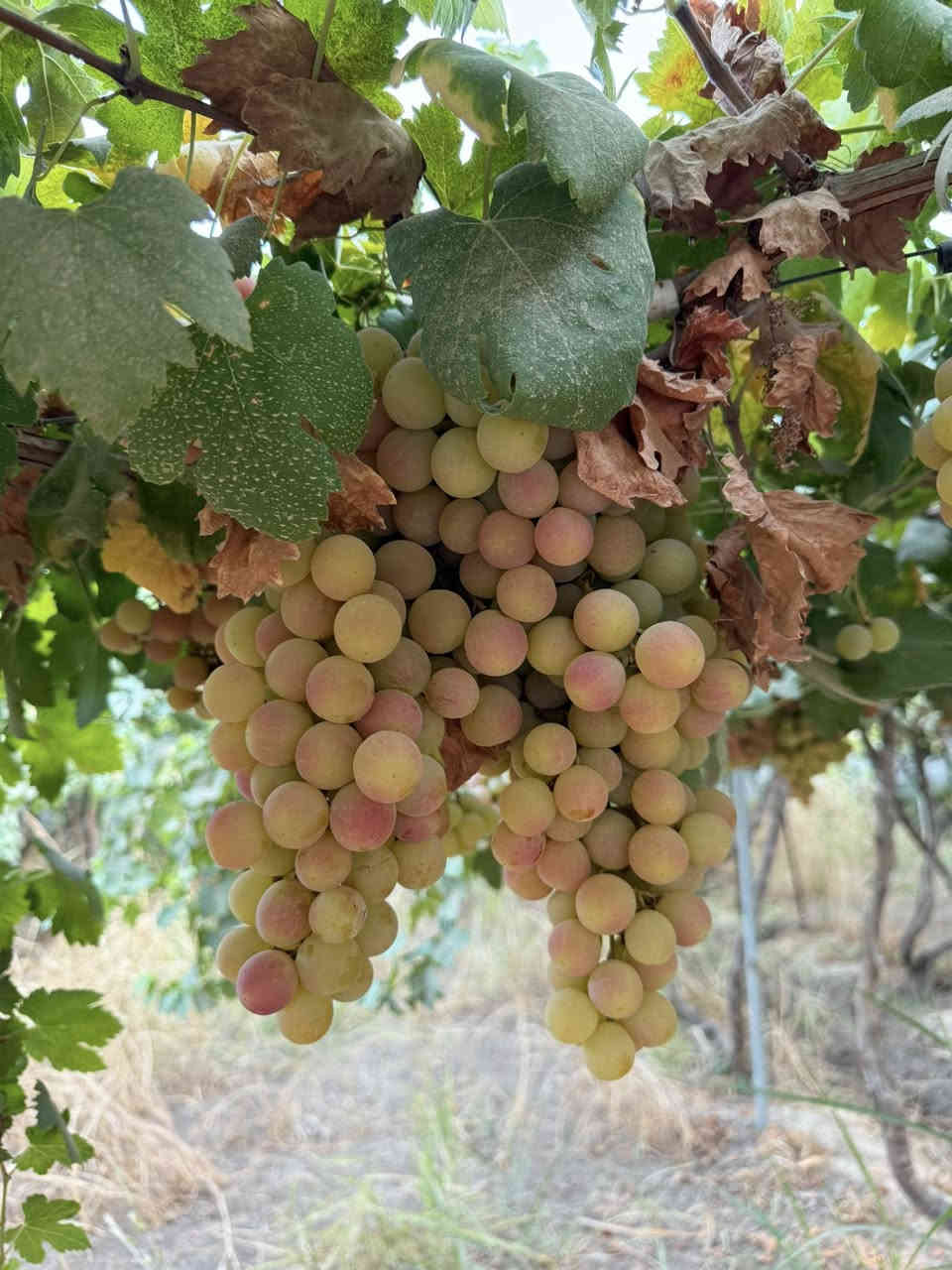 مزرعة الرضا  🌴بلد
حاب تغير جو وتفرمت تفضل للمزرعه بسعر ١٠٠ الف لليوم الكامل🥰*********** موقعنا بلد
