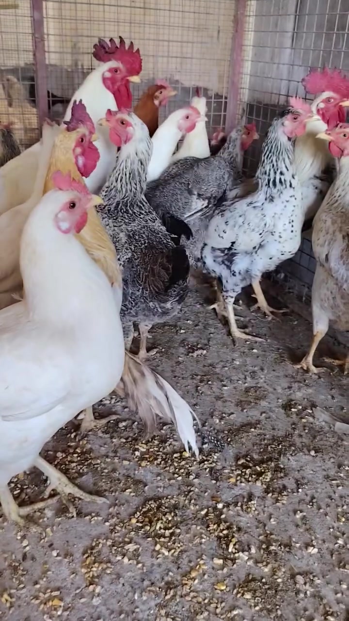 صلو عل نبي
اخوان ٢٠ دجاجه +٥ ديوجه الدجاج كله بيض خشنات ملقحات صحه خير من الله الدجاجت متعوب عليهن حيل الوان كلش حلوه الدجاجت خير من الله هاذا تصوير مكانهن #حالين هنه يمي بل #محل جبتهن للمحل #عنواني #المحاويل. مقابيل كراج المحاويل عل شارع العام قرب مركز الشرطه اليريد من عدهن يتفضل #للمحل اني بخدمته ماعدي حجز #عنون المحل المحاويل مقابيل كراج المحاويل


**إذا كنت صاحب هذا الإعلان وتريد حذفه لأي سبب، رجاءا أرسل رسالة إلى الدعم الفني**