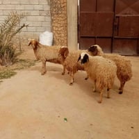 للبيع نعاج العدد اربعه؛ وحده حاطه ع ميلاد؛ وحده حانيه شهرين وثنين حيل ...
