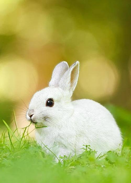 محبس شجري مصور 
للبيع


**إذا كنت صاحب هذا الإعلان وتريد حذفه لأي سبب، رجاءا أرسل رسالة إلى الدعم الفني**