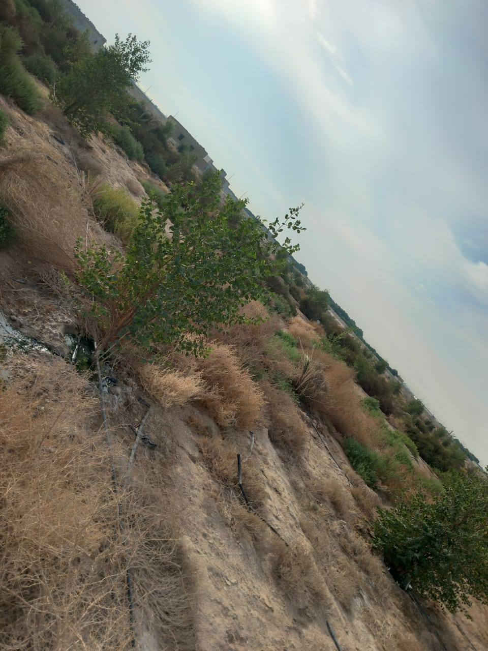 السلام عليكم
مزرعه البيع 8 دوانم
المزرعه بيها رتواز او بيها خط كهرباء
مزروعه 200 سدره شهر 3 كلهن يطعمن 
 ان شاالله 
سعر 35 بيها مجال 
مكلف بل النشر 
***********
