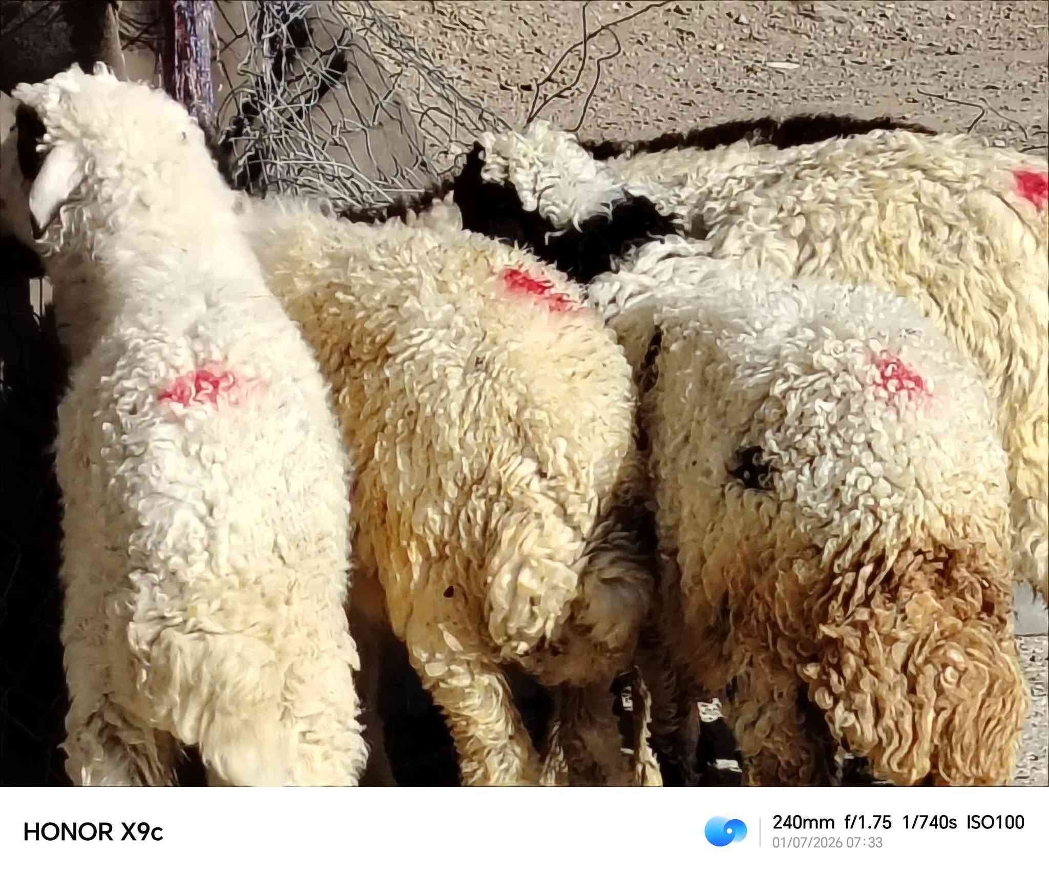 ياالله 
طليان العدد 6 فحوله ثنين ونثايه اربعه
طليان خشنات وسمان مناسبات بلاش 
مال جني نذر حلال مناسب مراح واحد 
سعر الواحد 185 الزوج 370 
مكان الديوانية قضاء الشاميه 
***********

