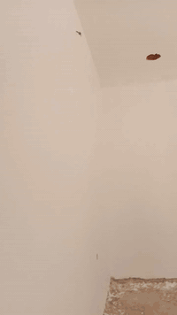 السلام عليكم 
كادر بياض ولبخ شغل درجة اولى شغل واجهات 
تشميع....جراره....سقل.....نثر.....جص وبياض....
***********
