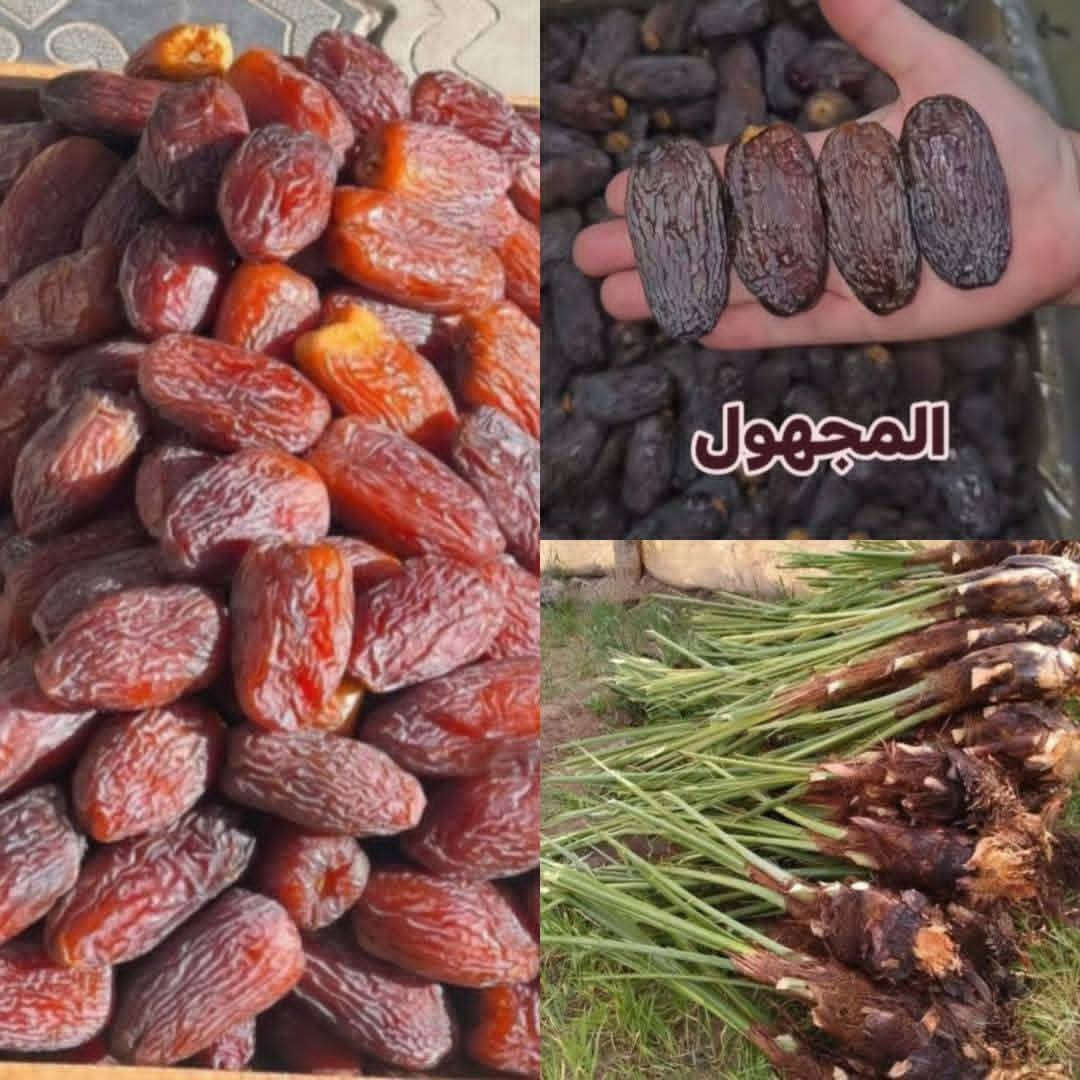 الاخوة الاعزاء يتوفر فاسائل مجهول مغربي درجة  1️⃣ ضمان 💯
🌴 من "مزارع العبيدي".. جودة، ضمان، وسعر تنافسي! 🌴
لكل أصحاب المزارع وعشاق النخيل، متوفرة لدينا وجبة مميزة من فسائل نخيل المجهول (القلع).

• الصنف مجهول نسيجي أصلي 100%.
• نبيعك بالضمان.. الفسائل من أمهات مثمرة .
• تگدر تجي وتشوف مكان القلع من النخله الأم
القلع مستمر والحجز موجود
📍 موقعنا : ديالى - الخالص - طريق جديدة الأغوات
📞 لأي استفسار أو حجز عن طريق الاتصال فقط،  أرقامنا مفتوحة لكم:
مهندس عامر العبيدي ***********
