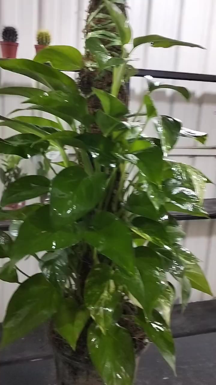 تخفيضات بلاش البلاش 🥰🥰🥰


**إذا كنت صاحب هذا الإعلان وتريد حذفه لأي سبب، رجاءا أرسل رسالة إلى الدعم الفني**