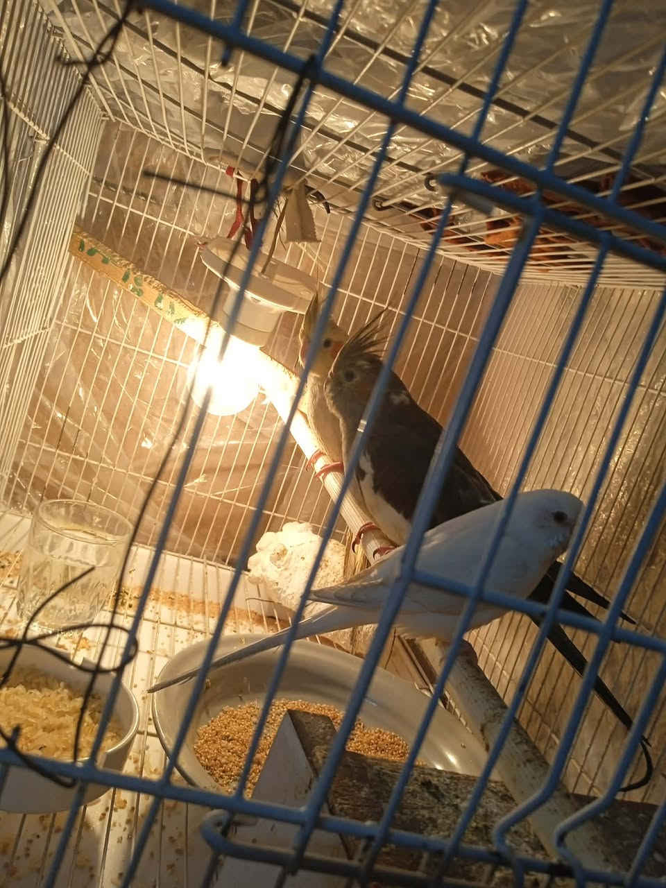 السلام عليكم عندي طيور للبيع عندي كوكتيل زوج وعندي طيرايا حب هما والقفص السعر 50,000 رقم الموبايل ***********
