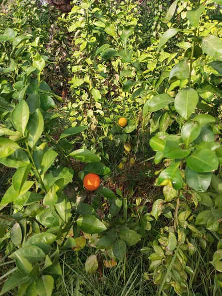 يوجد لدينا أشجار الحمضيات كافه الأنواع في محافظة كربلاء في جميع الأحجام للاستفسار والاتصال ***********
