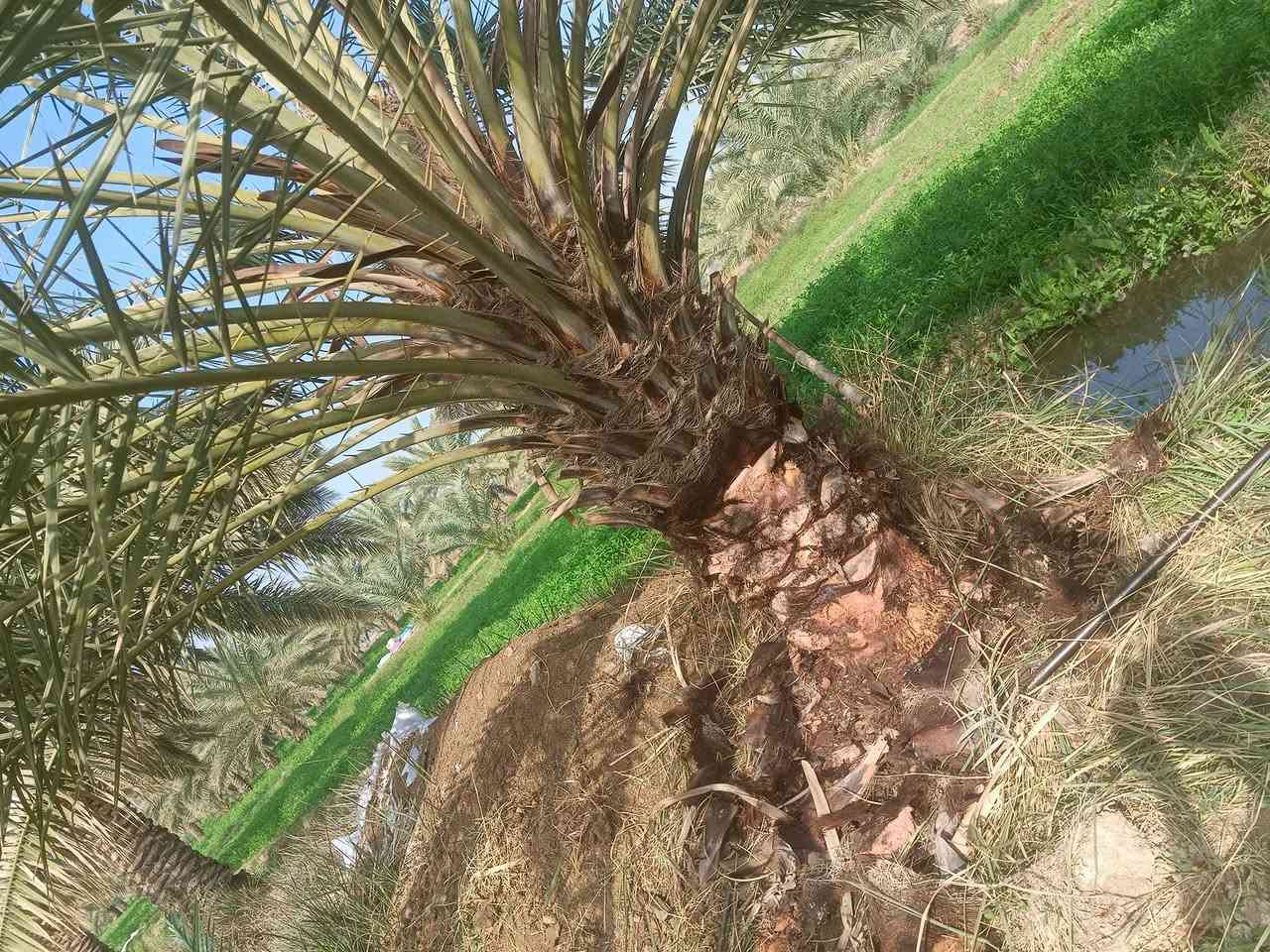 فسائل نخيل شويثي  درجه اولئ سعر الفسيله 7الالف مكان النصر قريه خفاجه ***********
