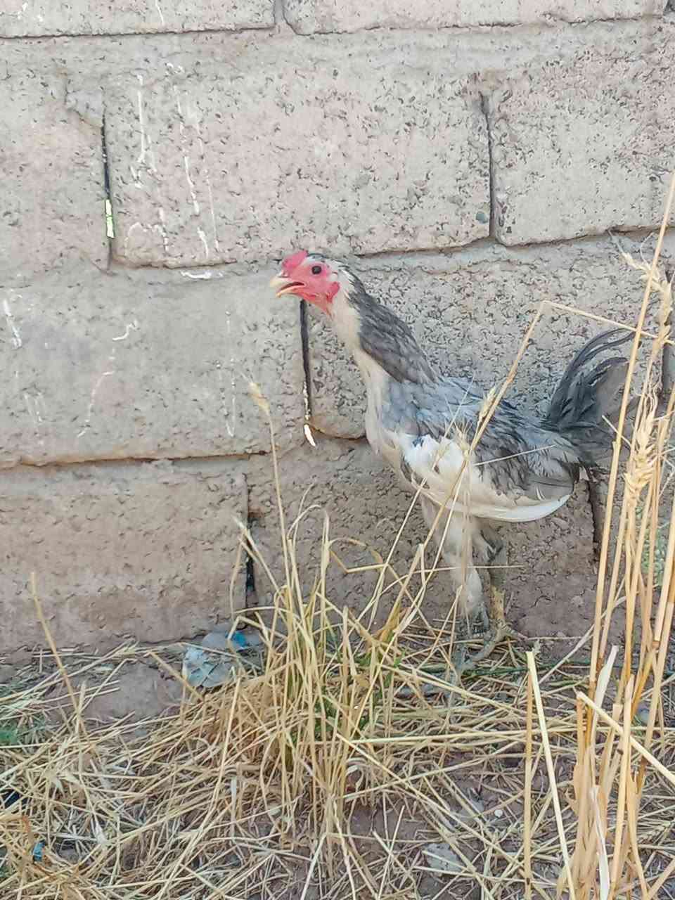 متاح
ديج بوطاني رصاصي اصلي 
شرط اصلي عيون سود رجلين سود
ملقح كامل ثلاثي ورباعي زيتي 
خشانه فول
لون فاتح فول صدر ابيض 
ديج فول درجه اولى 
عمر اكثر من 4 اشهر
سعر ب 25 الف
عنواني موصل ايسر كوكجلي 
خاص مفتوح


**إذا كنت صاحب هذا الإعلان وتريد حذفه لأي سبب، رجاءا أرسل رسالة إلى الدعم الفني**