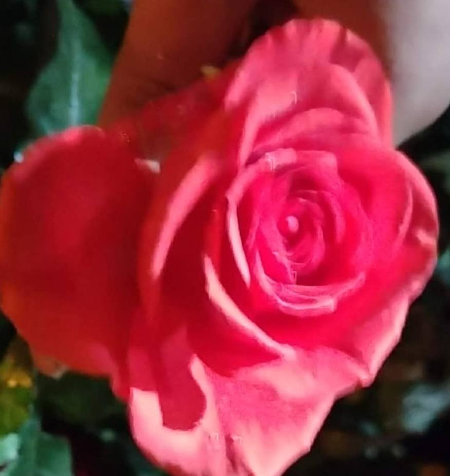 بسم الله الرحمن الرحيم 
بعد نفاذ الكميه الاولى 
يعلن لكم مشتل الزهراء في ميسان عن وصول وجبه ثانيه من ورد جوري تنخيل سلطاني عراقي عطري 
ورد جوري سوري عطري ورد جوري تنخيل تركي عطري 
ورد جوري تنخيل هولندي خمسه اللوان جميله 
ملاحظه التنخيل كله مخبوط واللوان 8والانواع 4
عراقي سلطاني 
سوري عطري 
تركي عطري 
هولندي اللوان 
الاسعار حسب الاحجام 
السعر الصغير 800
الوسط 1000
الكبير 1500
مشتل الزهراء في ميسان العماره بستان دور النفط شارع مقبره الصابئه قرب جملونات بيت العنتاكي للدواشك والحصران داخل الفرع الكميه محدوده سارع بلحجز 
***********
***********
