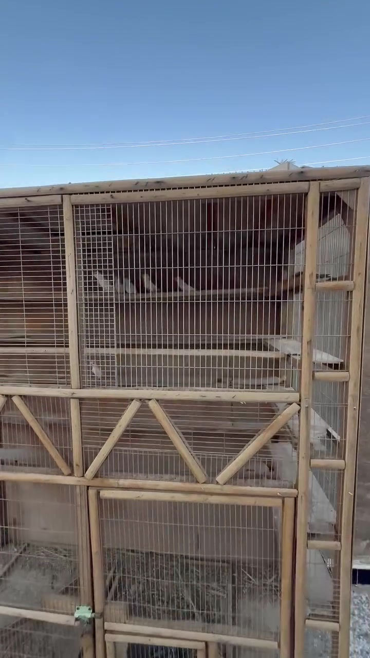 غندورة ابيض عين حمرة ٣ازواج مع تك  العدد ٧ امايات ابيع مع القفص فقط سعرهن ٢٧٠ مع المجال يعني قفلهن  قفلهن ٢٥٠ مكاني كربلاء طوريج 
***********
