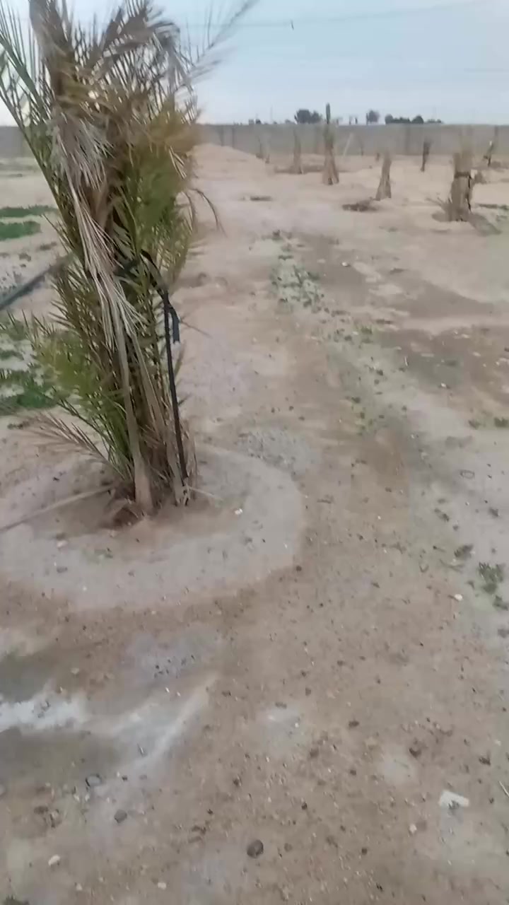 مكلف بالنشر هذا رقم راعيه ‏‪***********‬‏  
دونم زراعي مسيج بلوك بناء جديد بية بير ارتواز كهرباء ومزروع بية نخل وجت مكانه طريق الخور سفوان يبعد عن التبليط مسافة كيلو سعرهن 26 مليون وبية مجال قليل
