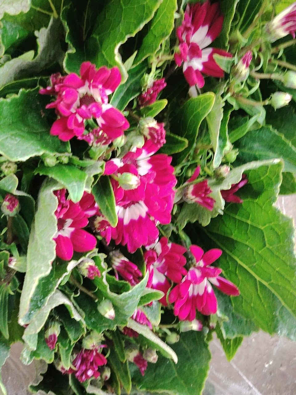 وصلتنا وجبة جديدة من انواع شتلات داخلي وخارجي عنوان شارع علوة مخضر قريب دائرة نفوس الاتصال ٧ ٠٧٧٠١٠٠٧١٧ ***********٤
