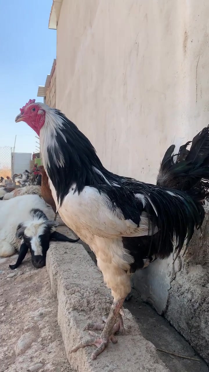 ديك عرب للبيع 

مكاني برطلة 

سعر 20


**إذا كنت صاحب هذا الإعلان وتريد حذفه لأي سبب، رجاءا أرسل رسالة إلى الدعم الفني**