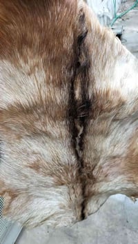 جلد غزال للبيع 07822577691