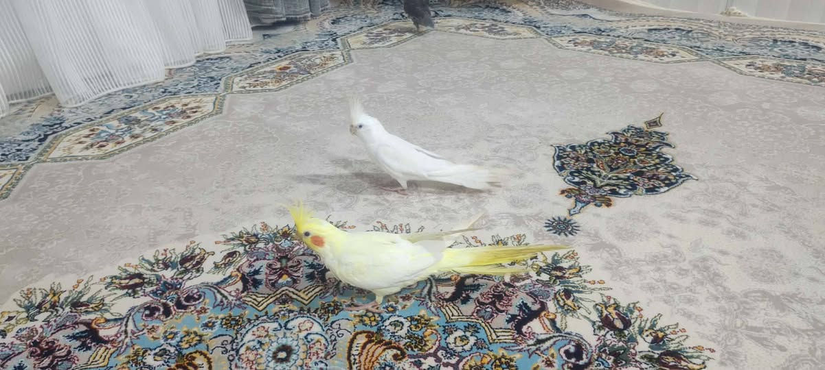 ئەم سێ کۆکتێلە بۆ فرۆشتن هەر سێکی نێرە فول فوول ماڵنو قسەکەرن بۆ زیانیاری زیاتر پەی بەم ژمارە تەلەفۆنەی خوارەوە بکەن 
***********
