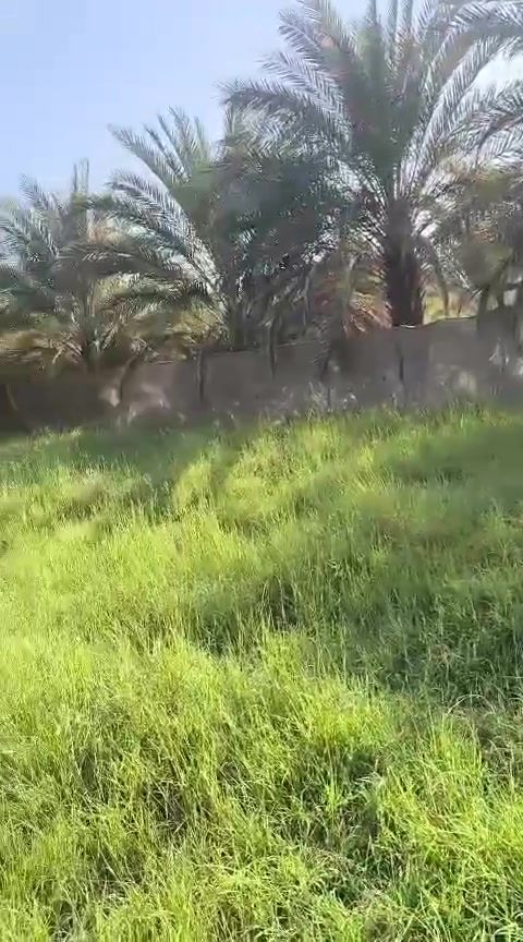 دونم اللبيع طابو زراعي بي اجازة بستان على طريق السدير يبعد عن الشارع 150 متر مراجعة مكتب الكرعاوي اللعقار ***********
