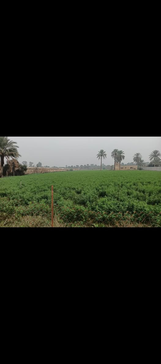 يا الله سلام عليكم 5دونم طابو صرف
بسند مستقل 5دونم للبيع طابو صرف
خدمات كامله ماء كهرباء تبليط ماء سقي 
العنوان المدائن منطقة اتويثه الاستفسار اتصال برقم ***********
