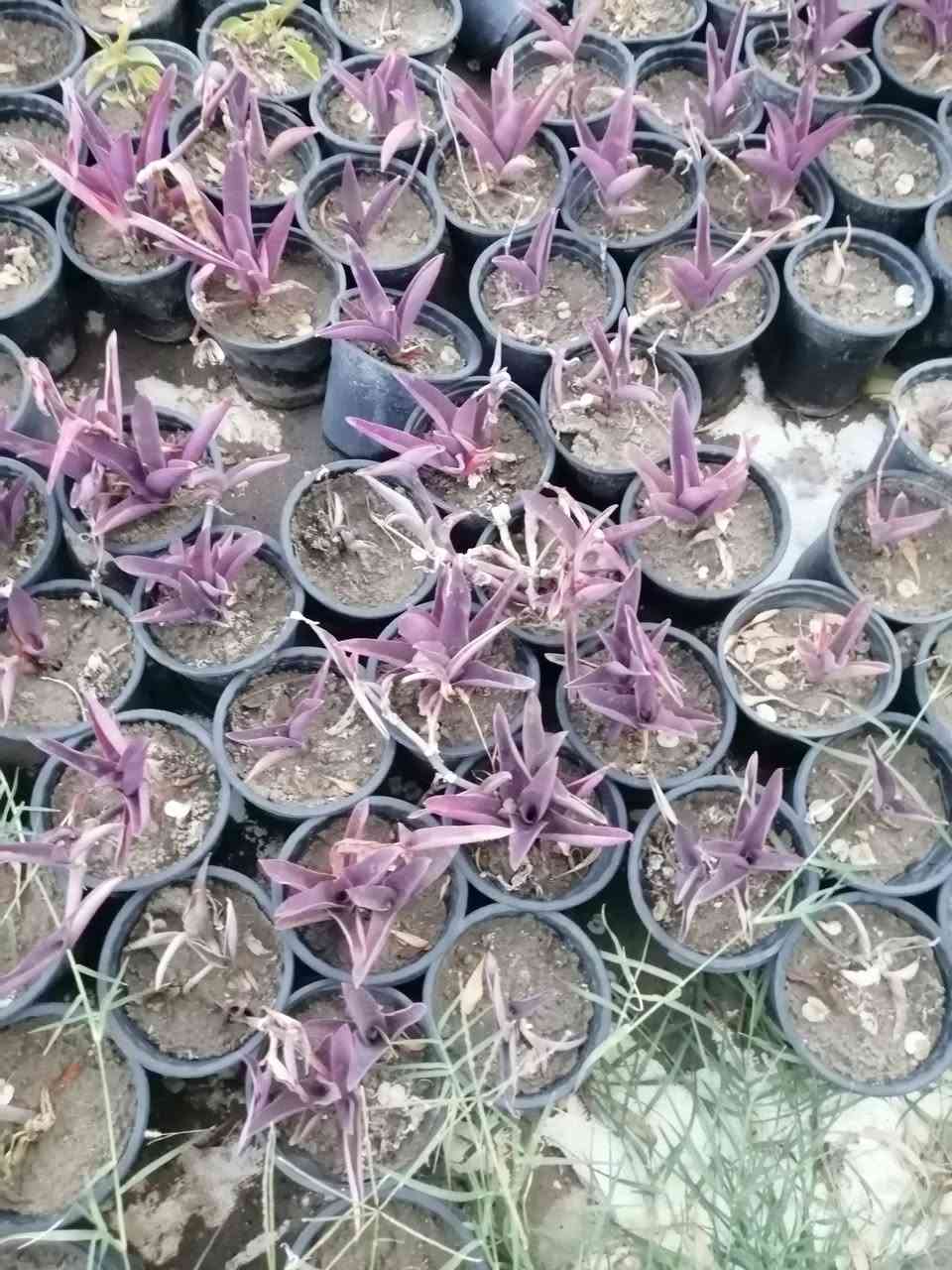 يتوفر ورد جوري سلطاني عطري وهولندي السندانا ب1000فقط تنويه  الورد مخبوط ويتوفر مكحلة ب250فقط


**إذا كنت صاحب هذا الإعلان وتريد حذفه لأي سبب، رجاءا أرسل رسالة إلى الدعم الفني**