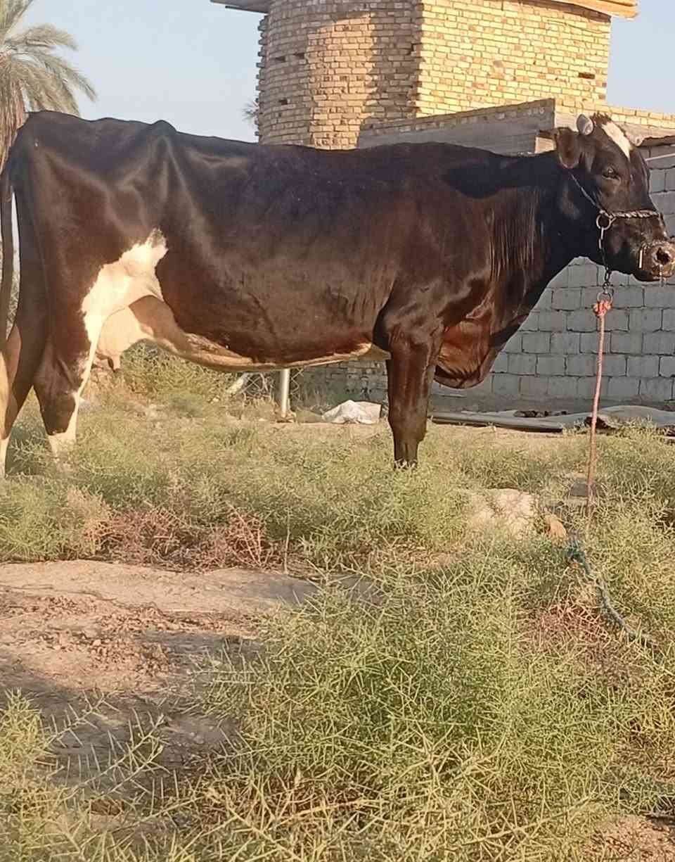 بسم الله الرحمن الرحيم
ربنا آتنا من لدنك رحمة وهيء لنا من امرنا رشدا 

صدق الله العلي العظيم 

بقره هوشتاين خشنه عشار ٨ اشهر وتحلب ٣٠ كيلو عند الولاده ماعون وشطر خباب متعهده للولاده وبعد الولاده بكافه شروط الجني بابل ناحيه الشوملي للاتصال *********** واتساب *********** يوجد توصيل لبعض المحافظات وحسب الاتفاق
