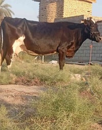 بقرة هوشتاين • عشار ٨ اشهر • ٣٠ كيلو حليب